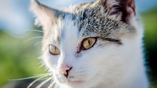 Kompleksowa opieka weterynaryjna dla kotów i psów