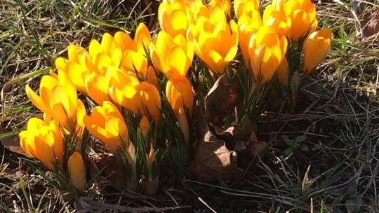 Krokusy zakwitły po raz drugi. Projekt „Krokus” w malborskim ZSP nr 3.