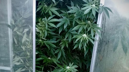 Malbork. Kryminalni zlikwidowali nielegalną uprawę marihuany i zabezpieczyli narkotyki.