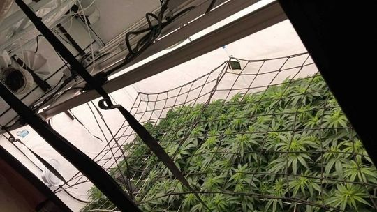 Malborscy kryminalni zlikwidowali plantację marihuany