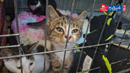 🎧Posłuchaj: Co zagraża zwierzętom zimą? REKS radzi, jak im zapewnić schronienie.