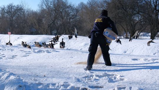 🎧Posłuchaj: Mroźna aura nie odpuszcza. Akcja dokarmiania ptaków trwa!