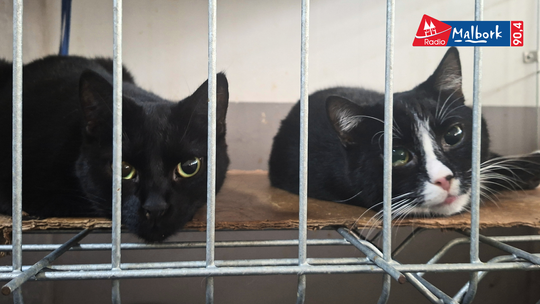 🎧Posłuchaj: Ostatni apel REKS-a — Czas na adopcje! Stowarzyszenie prosi o wsparcie!