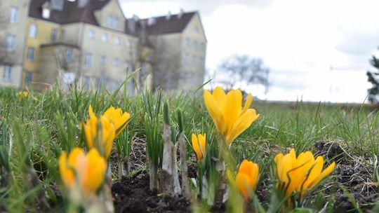 Projekt Krokus w ZSP nr 3 w Malborku