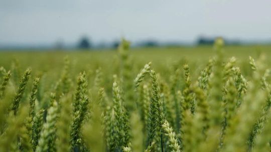 RGT Depot — odmiana pszenicy ozimej o wysokim potencjale plonowania