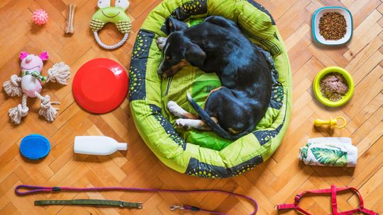 Sklep zootechniczny - jak wybrać miejsce, które faktycznie wspiera hodowlę?