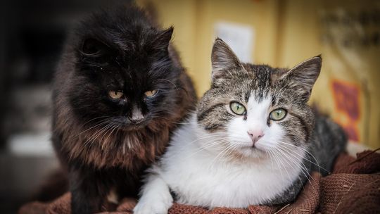 Start programu „Pomorskie dla zwierząt 2026” – wsparcie dla gmin w zapobieganiu bezdomności kotów. Start programu „Pomorskie dla zwierząt 2026” – wsparcie dla gmin w zapobieganiu bezdomności kotów.