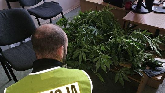 Stary Targ. Uprawiał konopie w przydomowej szklarni.