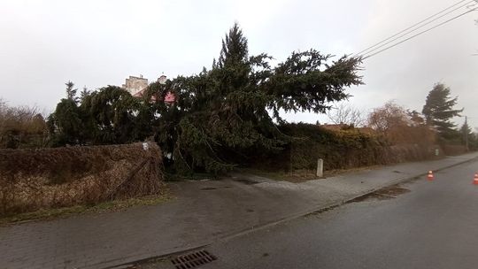 Trudny weekend w powiecie malborskim. Strażacy podsumowują działania, a RCB ponownie ostrzega przed silnym wiatrem