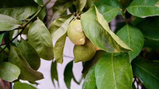 Uprawa cytrusów krok po kroku – poradnik dla początkujących ogrodników
