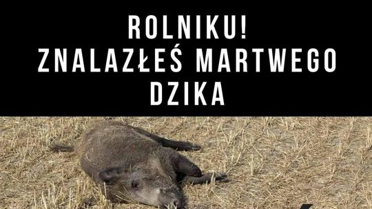 Znalazłeś martwego dzika? Poinformuj Powiatowego Lekarza Weterynarii.