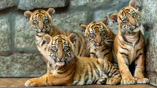 ZOO w Gdańsku – kup bilet i przeżyj dziką przygodę