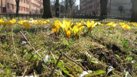 ZSP nr 3 w Malborku włącza się w realizację Projektu „Krokus”