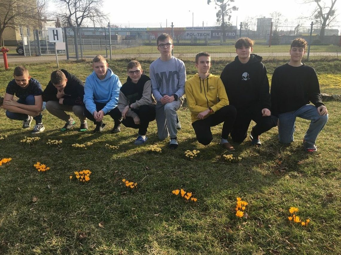 Krokusy w malborskim Technikum nr 3 ponownie zakwitły.