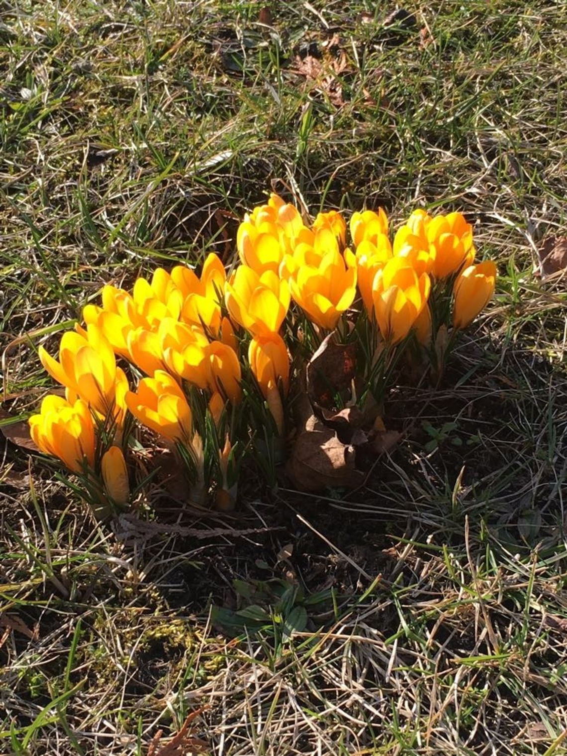 Krokusy zakwitły po raz drugi. Projekt „Krokus” w malborskim ZSP nr 3.