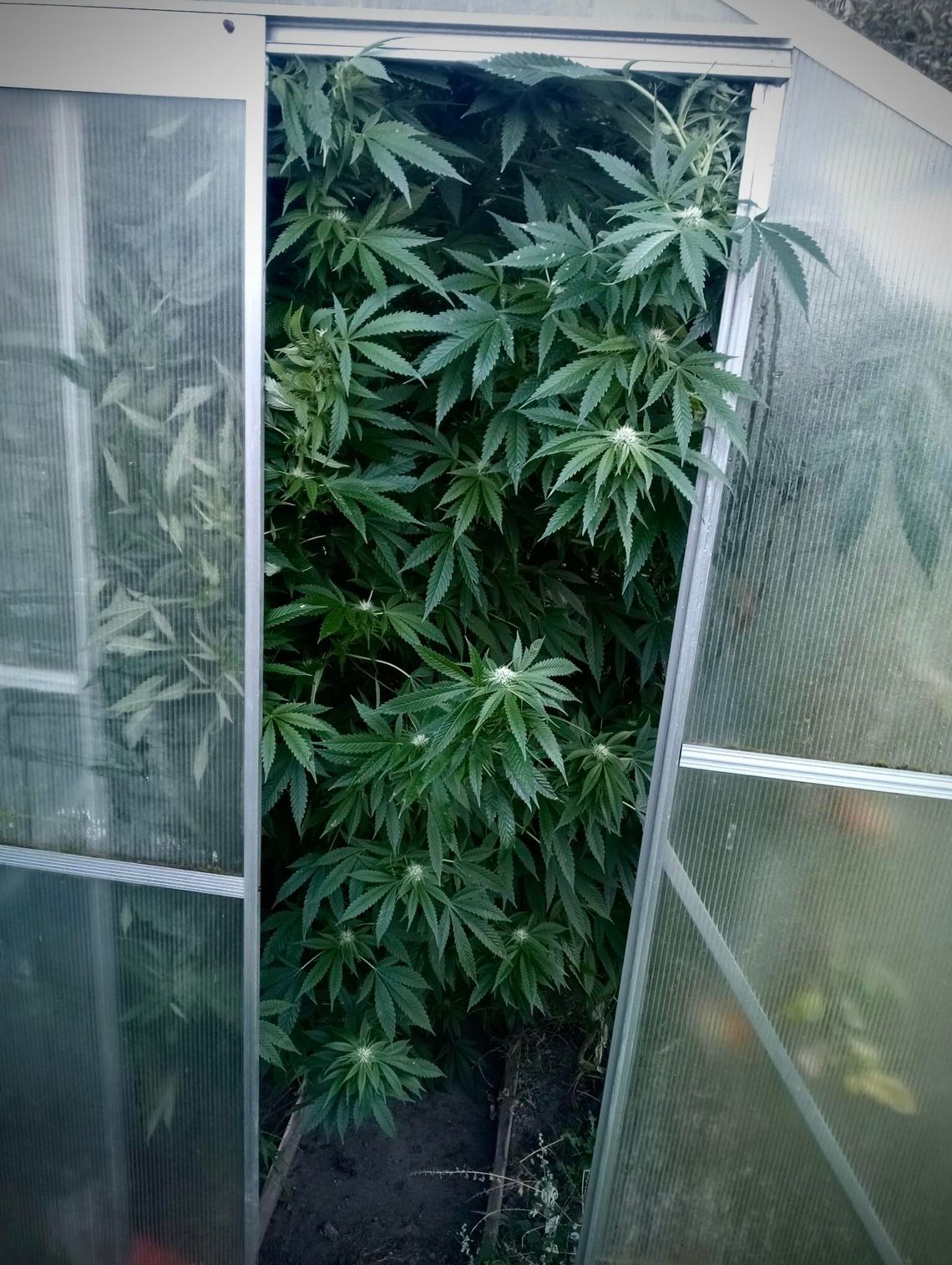 Malbork. Kryminalni zlikwidowali nielegalną uprawę marihuany i zabezpieczyli narkotyki. Malbork. Kryminalni zlikwidowali nielegalną uprawę marihuany i zabezpieczyli narkotyki.