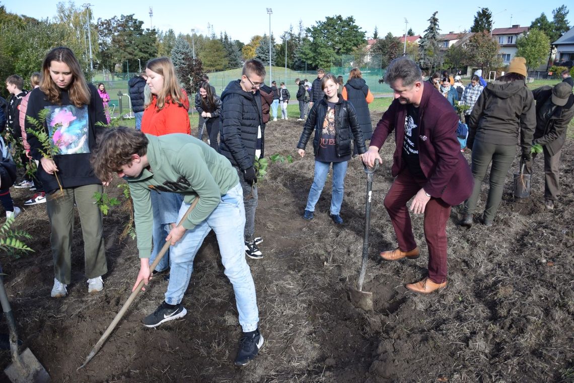 Malbork. Ponad 100 drzewek na placu Zygmunta Bukalskiego na Wielbarku.