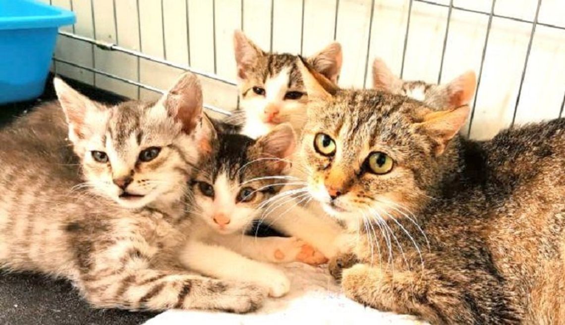 Malborski Reks apeluje o pomoc - 90 kotów czeka na nowe domy