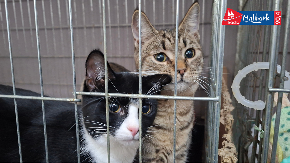 🎧Posłuchaj: Mikołajkowo-świąteczny Bazarek Reksa ruszył! Pomóż zwierzakom i zgarnij wyjątkowe fanty!