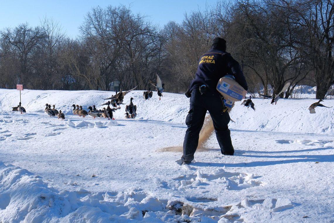 🎧Posłuchaj: Mroźna aura nie odpuszcza. Akcja dokarmiania ptaków trwa!