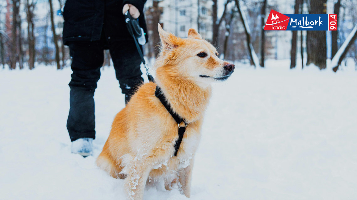 🎧Posłuchaj: Śnieg to nie kryjówka – apel do właścicieli psów w Malborku!