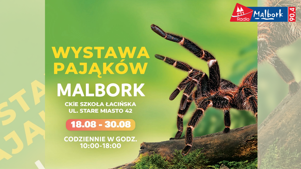 Wygraj podwójne zaproszenie na Wystawę Pająków w Malborku! Wygraj podwójne zaproszenie na Wystawę Pająków w Malborku!