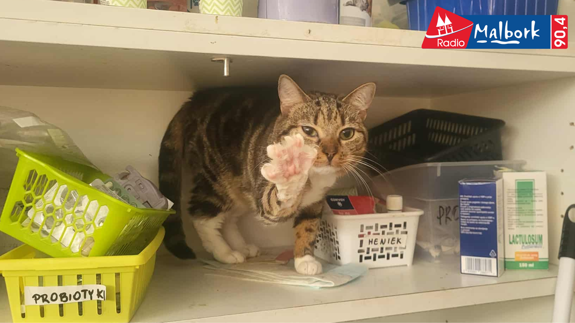 🎧Posłuchaj: Wystarczy złotówka, by pomóc zwierzętom z Malborka. Reks znów walczy o dotację! 🎧Posłuchaj: Wystarczy złotówka, by pomóc zwierzętom z Malborka. Reks znów walczy o dotację!