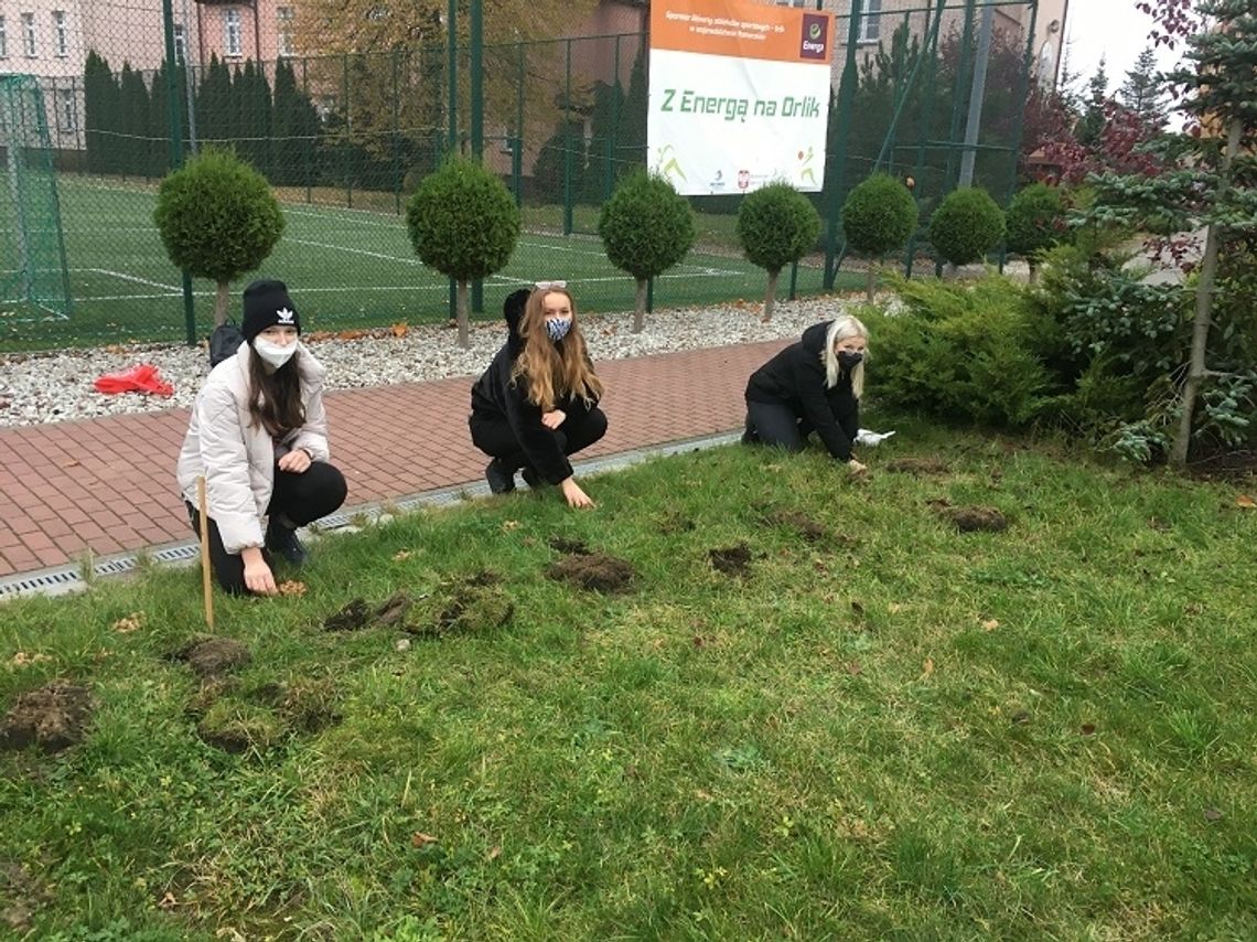 Projekt "Krokus". Młodzież z ZSP nr 3 w Malborku zasadziła cebulki krokusów.