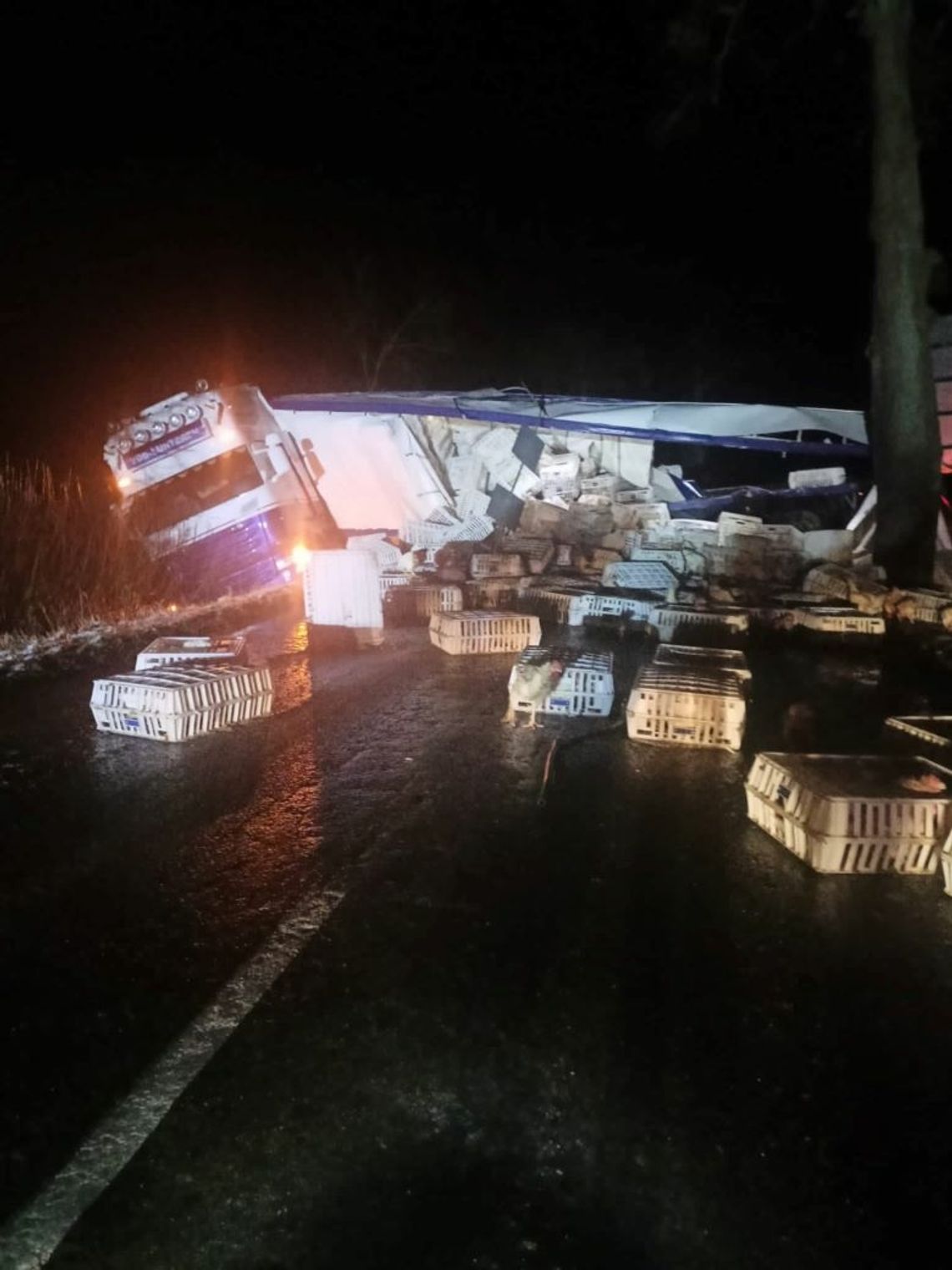 Stary Dzierzgoń. Drób na drodze, kury wypadły z rozbitej ciężarówki