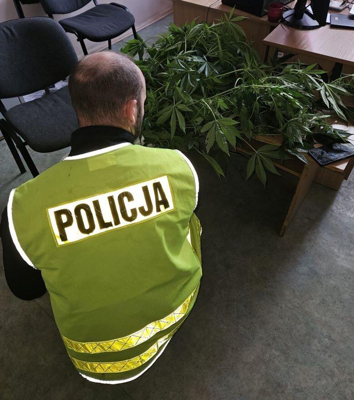 Stary Targ. Uprawiał konopie w przydomowej szklarni.