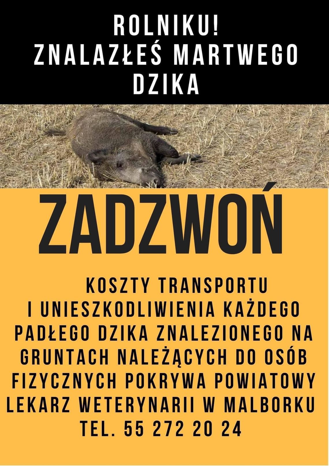 Znalazłeś martwego dzika? Poinformuj Powiatowego Lekarza Weterynarii.